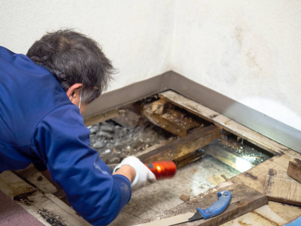 Best Health and Safety Mold Remediation in Archer City, TX