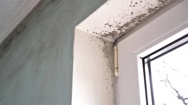Best Mold Testing and Inspection Services in Archer City, TX
