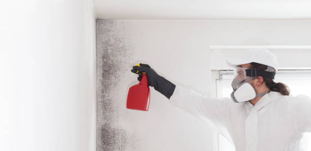 Best Residential Mold Remediation in Archer City, TX