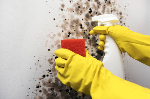 Best Crawl Space Mold Remediation in Archer City, TX
