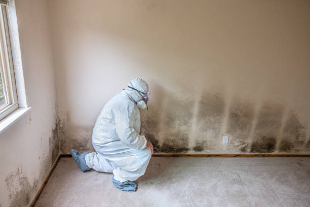 Best Emergency Mold Remediation in Archer City, TX