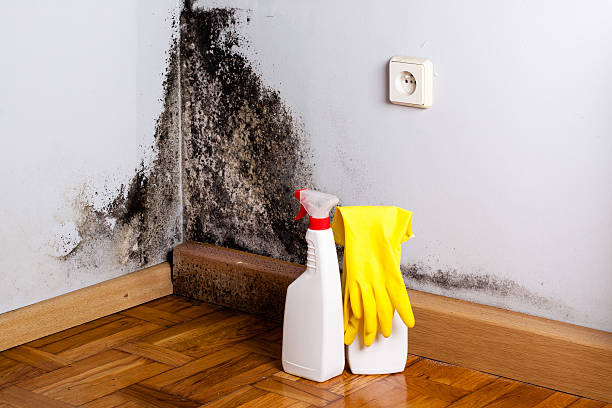 Best Attic Mold Remediation in Archer City, TX