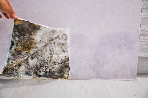 Best Bathroom Mold Remediation in Archer City, TX